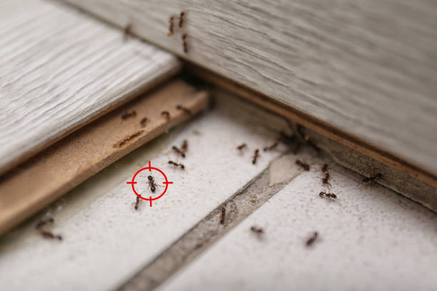 Best Bed Bug Extermination  in Georgetown, CO