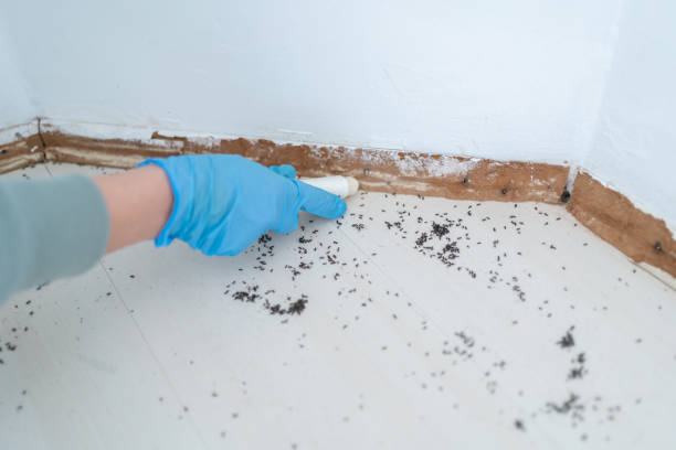 Best Bed Bug Extermination  in Georgetown, CO